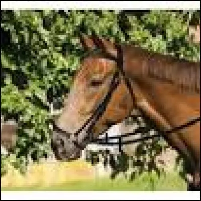 Comment s'appelle ce type de muserolle ?