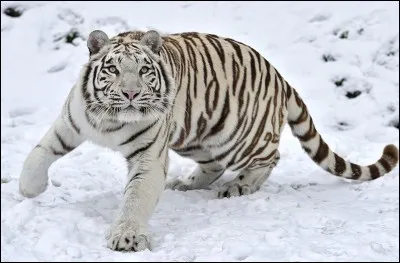 Comment s'appelle cette race ?