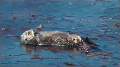 Quelle est sa particularité ?