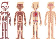 Quiz L'anatomie en 10 questions