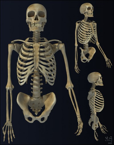 Quels sont les trois plus petits os du corps humain ?