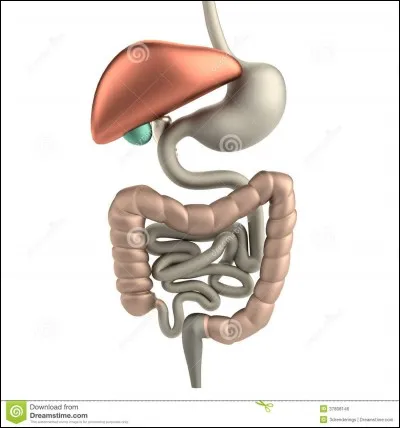Que sécrète le pancréas ?
