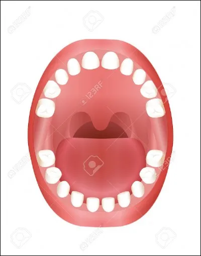 Combien avons-nous de glandes salivaires ?