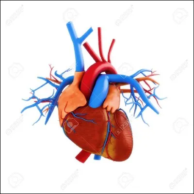 Quel est le rôle du cœur ?