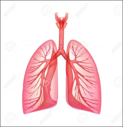 Par où passe l'air avant d'arriver dans les poumons ?