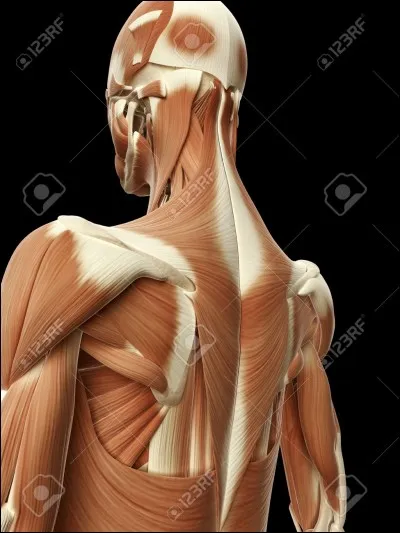 Quelle blessure n'existe pas ?