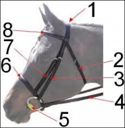 Quels chiffres correspondent à ces parties : muserolle, rêne, sous-gorge.
