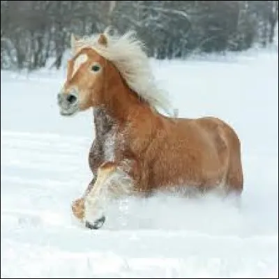 Quelle est sa race ?