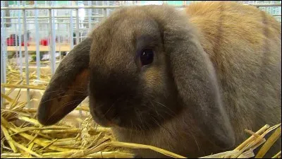 Le lapin a une espérance de vie de (...) à (...).