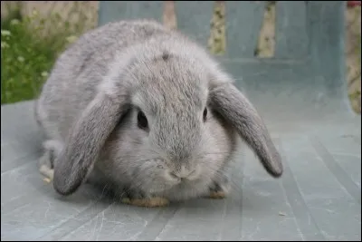 Le lapin peut peser de (...) à (...).