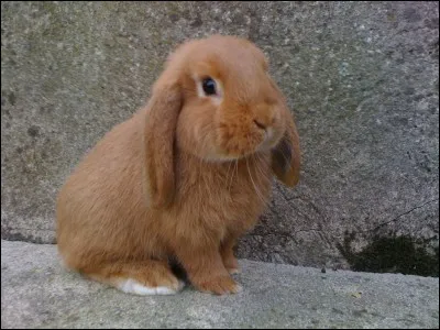 Le lapin, préfère-t-il vivre avec plusieurs personnes ou tout seul ?