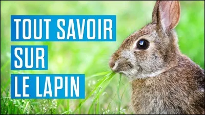 Dernière question sur le lapin, a-t-il de l'entente avec le chat et le chien ?