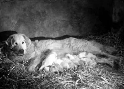 Quelle est l'histoire de Belle avant de rencontrer Sébastien ?