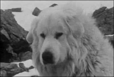 Comment se déroule la première rencontre de Belle et Sébastien ?