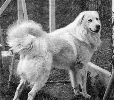 Quel chien jouait le rôle de Belle ?