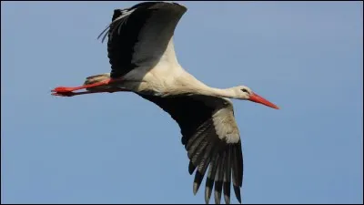 Aimes-tu les cigognes ?