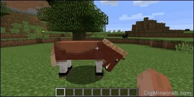 Quelle autre nourriture le cheval peut-il manger ?