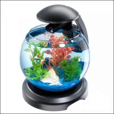 Quel est l'aquarium idéal pour un killi ?