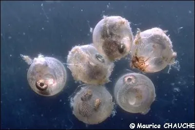 Quel est le mode de ponte de la femelle ?