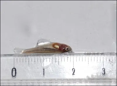 Les alevins sont sexables à partir de...