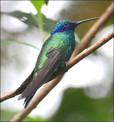Quel est le plus petit oiseau du monde ?