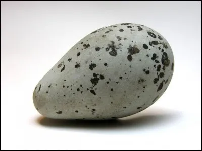 À qui appartient cet oeuf ?