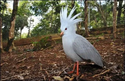 Le cagou est une espèce d'oiseaux endémiques, où vit-il ?