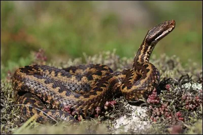 Quelle est la plus petite esp&egrave;ces de vip&egrave;re en Europe?