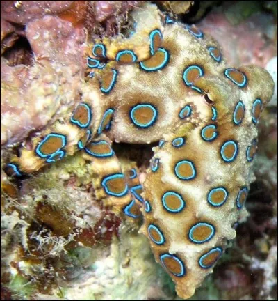 Par quel moyen la pieuvre &agrave; anneaux bleus transmet-elle son venin?