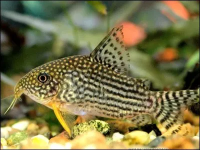 Les corydoras doivent être par....