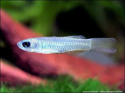 Le poropanchax normani est....