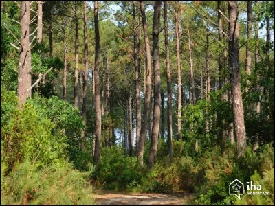 Comment appelle-t-on ces forêts ?