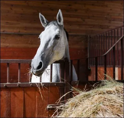 Si le cheval n'a pas mangé sa ration du repas précédent :