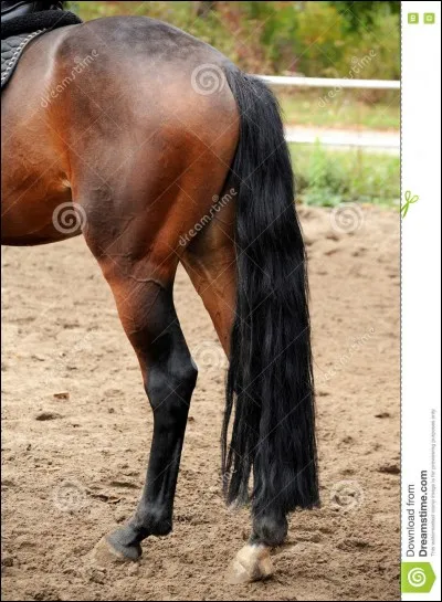 Pour ne pas arracher les crins de la queue du cheval, on la brosse :