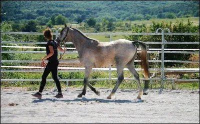 Enchaîner des courbes au pas et en main. (cochez la bonne réponse)