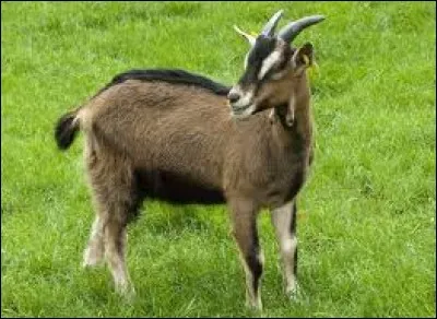 Bééééé, je suis ...