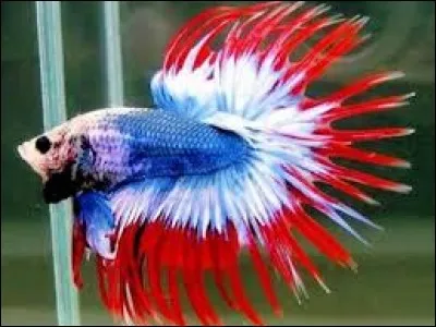 Pop pop pop, je suis ...