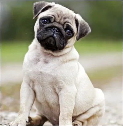 Wouf wouf, c'est moi le ...