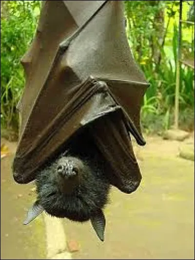 Zzzzz, je suis immense.