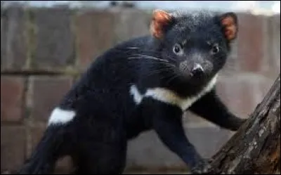 Mon nom commence par un d.