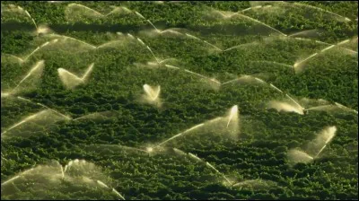 Parmi ces caractéristiques, laquelle ne correspond pas à l'agriculture productiviste ?