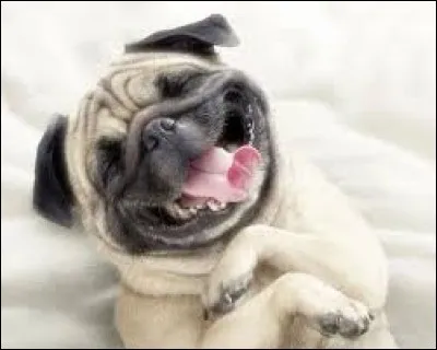 Dans quel film peut-on voir un carlin qui parle ?