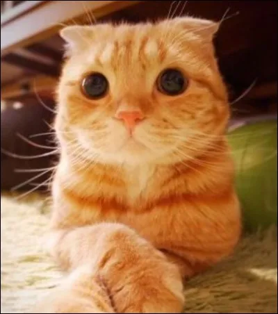 Il sort tout droit d'un long métrage d'animation des studios Dreamworks mais lequel ?