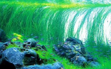 Quiz Aquariophilie