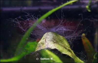 Quel est le nom de cette algue ?