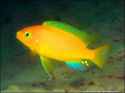 Petrotilapia xanthos est un poisson de biotope...