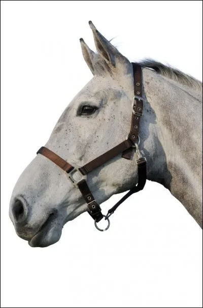 Qu'est-ce qu'un licol ?