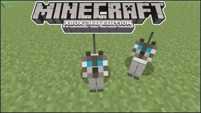 Comment adopter un chat ?