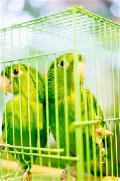 Que symbolisent les oiseaux en cage au cinéma ?