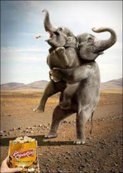 Ne vous "trompez" pas en voyant l'image ! C'est un :